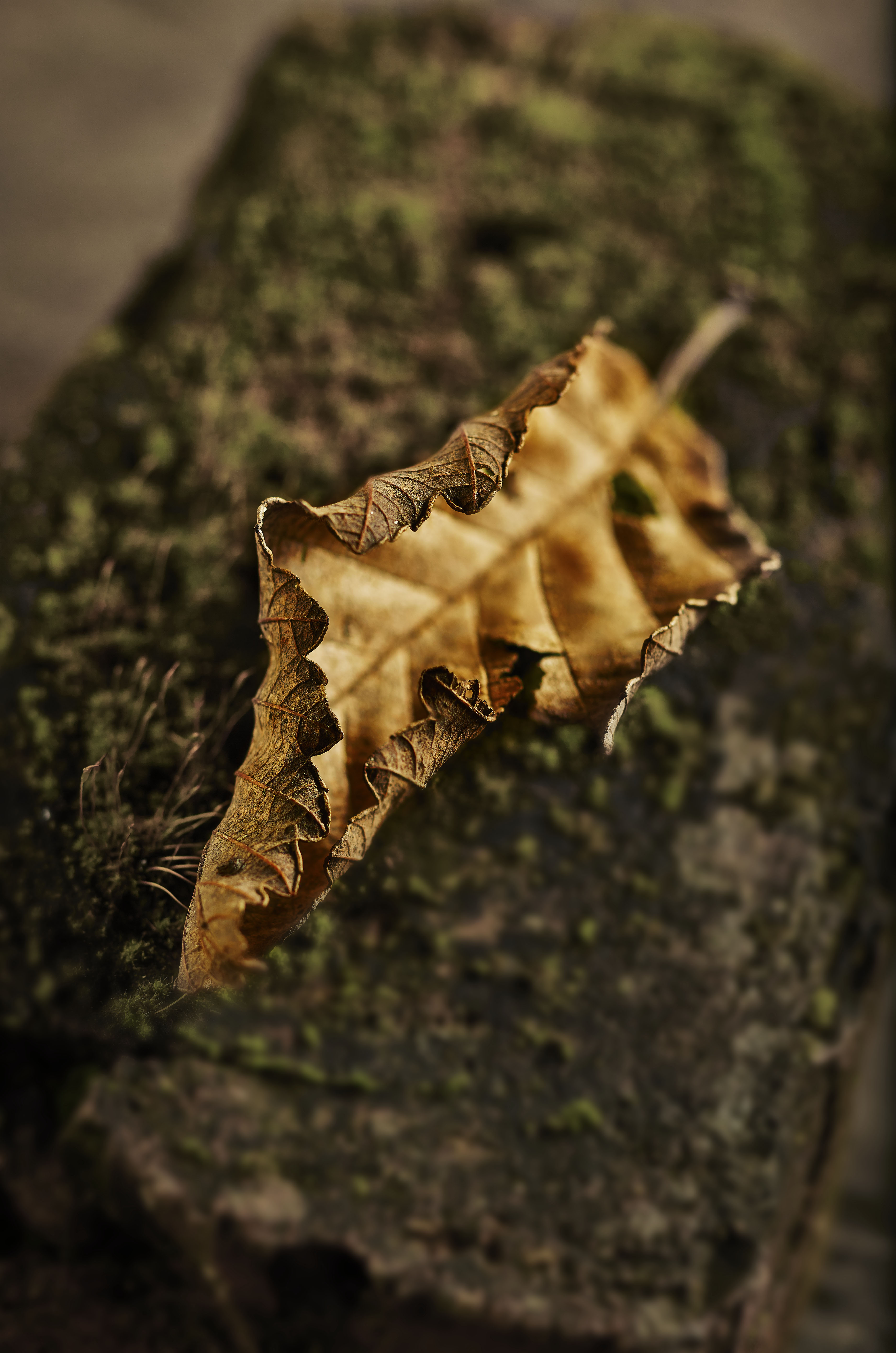 Low key photograph of a weathered leaf by Randy Allbritton