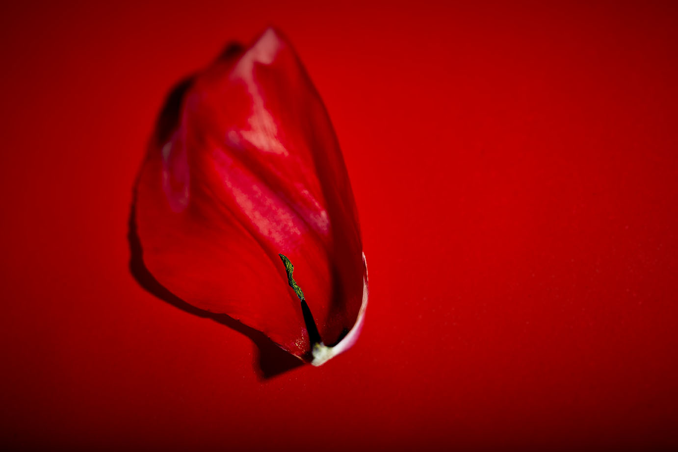 Red on red graphic photograph of a single tulip petal by Randy Allbritton